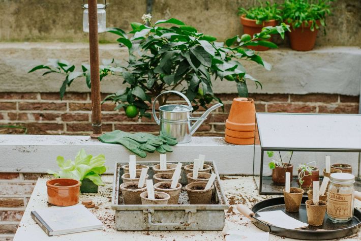 Bescherm je planten tegen vorst